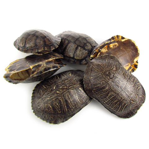 Red-Eared Slider Turtle Shell