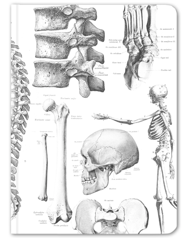 The Hypothesis: Large Hard Cover Notebook - Skeleton Anatomy