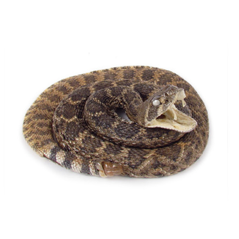 Western Diamondback Rattlesnake - cowpie