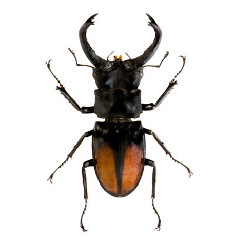 Stag Beetle - Hexarthrius deyrollei - Unframed