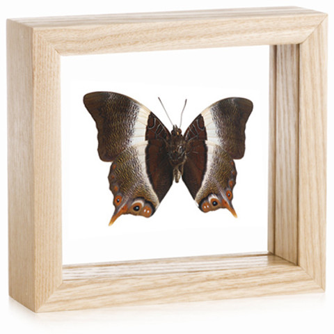 Palla Butterfly - Palla violinitens - Underside - Natural Frame