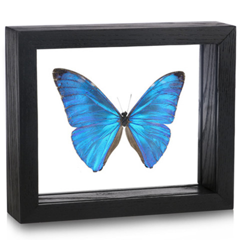 Morpho adonis - Black Frame