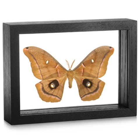 Giant Silk Moth - Antheraea polyphemus - Black Frame