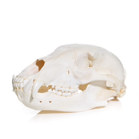 Animal Bones | Evolution Store