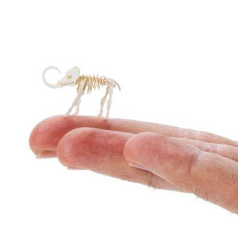 Tiny Mammoth - Hand
