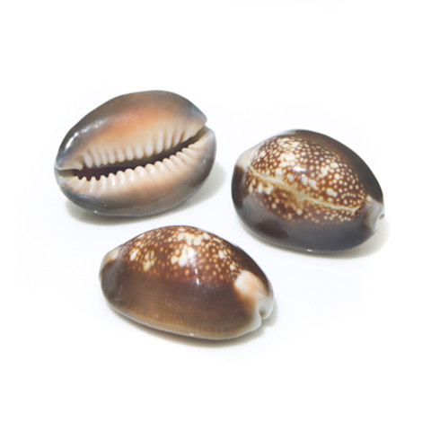 Snake's Head Cowrie - Thumbnail