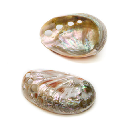 Polished Red Abalone - Thumbnail