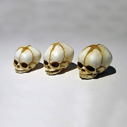 Human Fetal Skull (Replica) - Homo sapiens All 3 (Thumbnail)