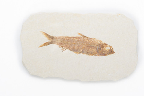 Fossil Herring Fish in Matrix - Thumbnail