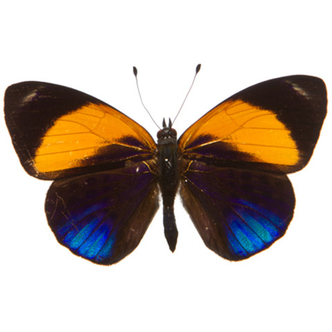 Brush-footed Butterfly - Callithea davisi - Topside - Unframed