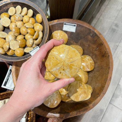 Fossil Sea Urchin (Pygurus sp.) Fossil Sea Urchin (Pygurus sp.)