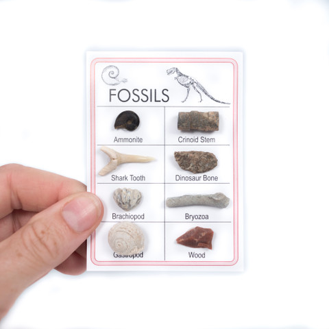 Mini Fossil Collection, 8pc. - In Hand
