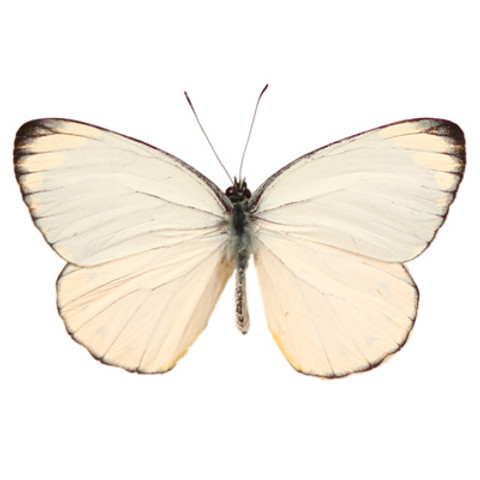 Splendid Butterfly - Delias splendida (Topside) - Unframed Specimen