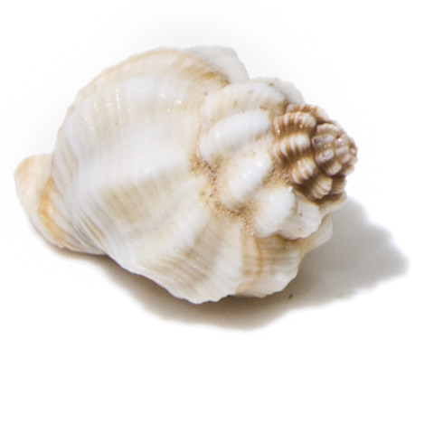 Tranquebar Goblet - Seashell - Single