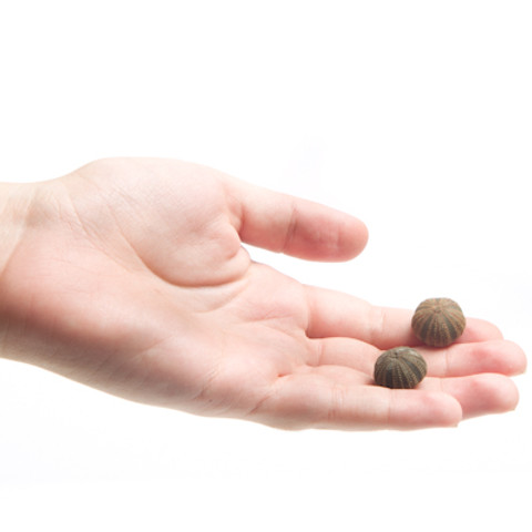 Black Tuxedo Urchin - Hand