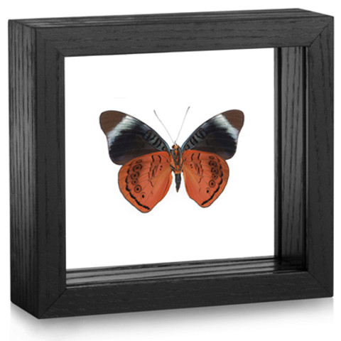 The Annabella Butterfly - Panacea regina - Underside- Black frame