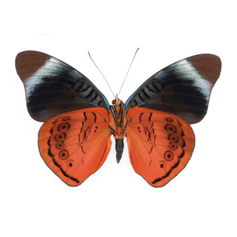 The Annabella Butterfly - Panacea regina - Underside- Unframed