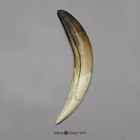 Replica Sabertooth Cat Tooth - Smilodon - Thumbnail