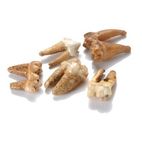 Fossil Cave Bear Tooth - Thumbnail