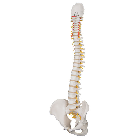 Classic Flexible Spine Model- Side2