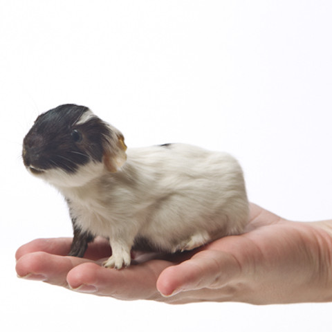 Guinea Pig - Black