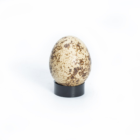 African Harlequin Quail Egg