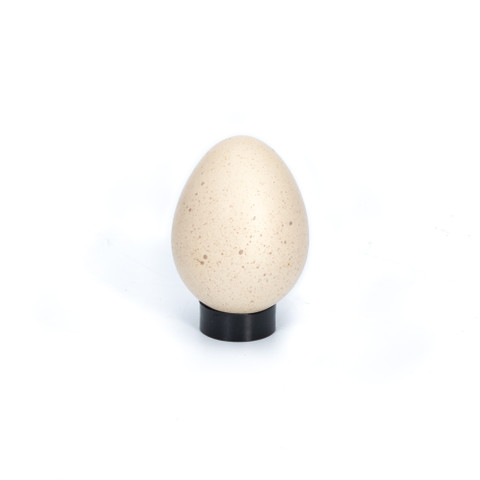 Chukar Partridge Egg