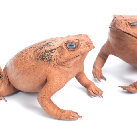 Unique corporate gifts - cane toad purses