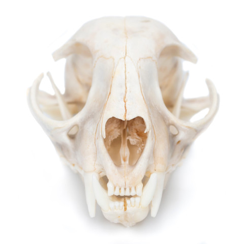 Bobcat Skull - Front View