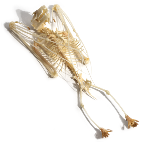 Hanging Rousette Bat Skeleton - Doesn't Come With Stick