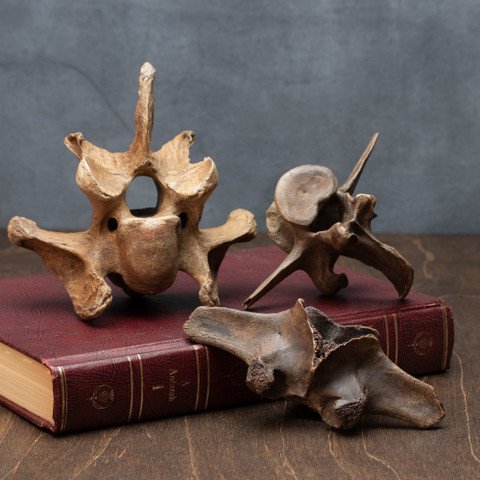 Fossil Bison Vertebrae - Thumbnail