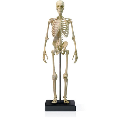 Mini Skeletal Anatomical Figure, Male - Thumbnail