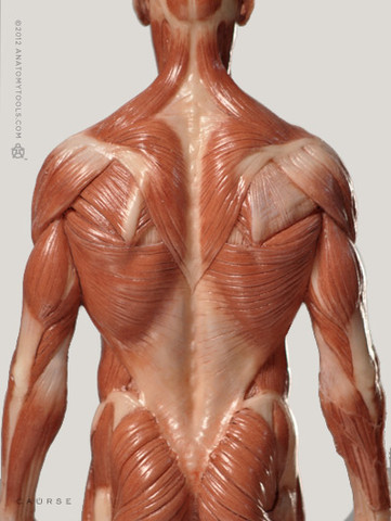 Mini Muscular Anatomical Figure, Male - Back