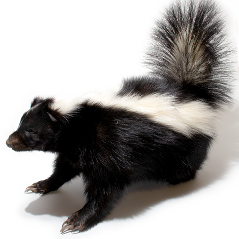 Skunk - Mephitis mephitis - Thumbnail