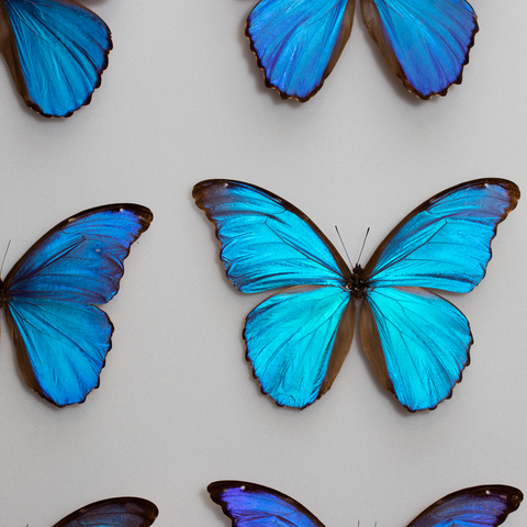 Giant Giant Blue Morpho Display - Close Up