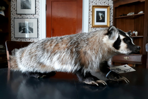 Badger Full Body Taxidermy Mount | Evolution Store