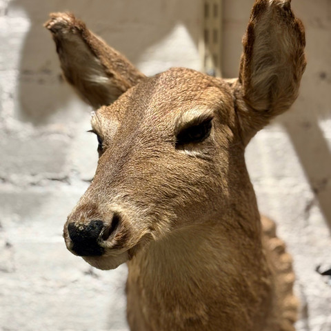 White Tail Deer White Tail Deer