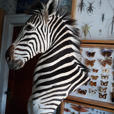 Zebra Pedestal Taxidermy Mount - Thumbnail