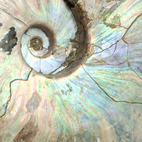 Iridescent Ammonite - 5.3 lbs - Closeup