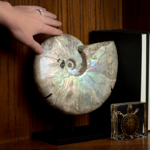 Iridescent Whole Ammonite (5.3 lbs) - Scale