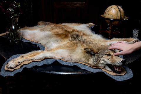 Taxidermy Coyote Rug - Scale