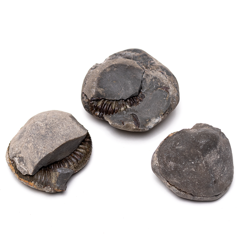 Fossil Ammonite - Dactylioceras sp. Pos/Neg - Closed Variety