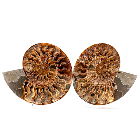 Extra Large Ammonite Pair - Thumbnail