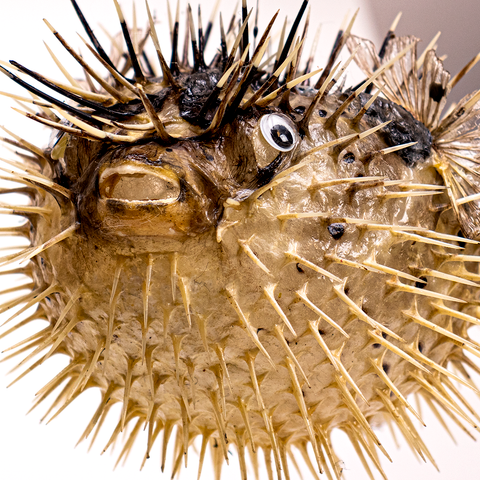 Spot-Fin Porcupinefish - Closeup
