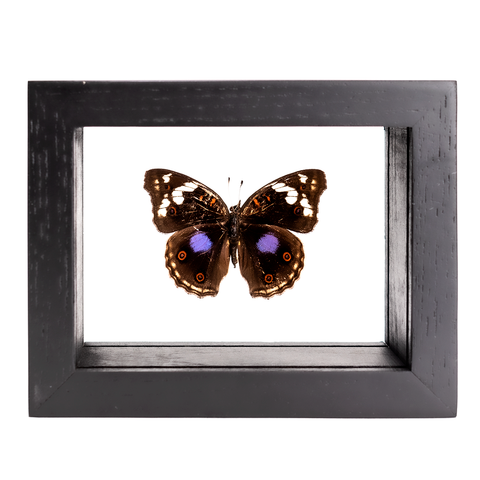 Buckeye Butterfly - Juniona clelia - Topside - Thumbnail