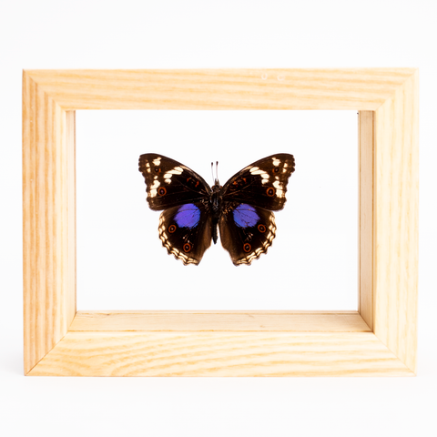Buckeye Butterfly - Juniona clelia - Topside - Natural Thumbnail