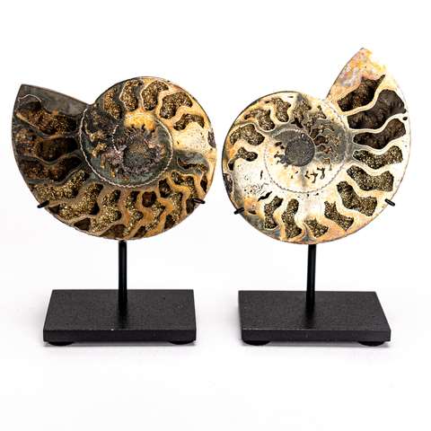Pyratized Ammonite Pair - 3" - Thumbnail