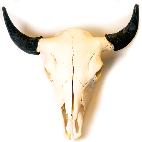 American Buffalo Skull - Thumbnail