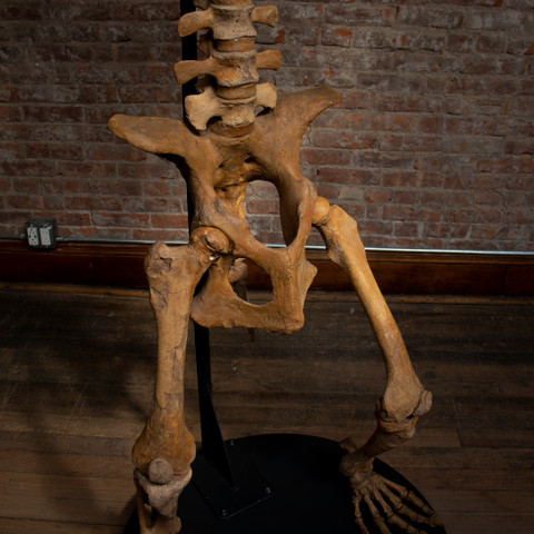 Cave Bear Skeleton hips close up