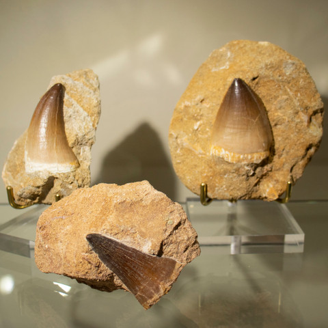 Collector's Mosasaur Tooth in Matrix - Variety